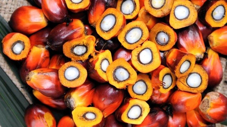 El-Nino-disruption-causes-palm-kernel-prices-to-double_wrbm_large